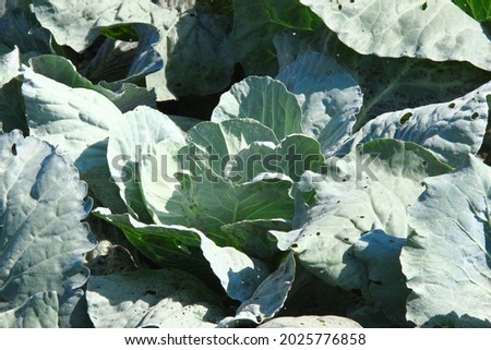 Green thick cabbage leaves in the garden