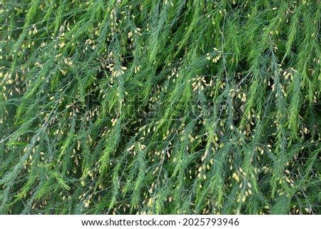 Asparagus (Asparagus officinalis), leaves, buds and flowers Royalty-Free Stock Photo #2025793946