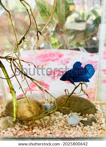 Beautiful Siamese fighting fish (Betta Fish) with the nature little stone and plants in a small aquarium