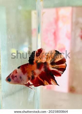 Beautiful Siamese fighting fish (Betta Fish) with the nature little stone and plants in a small aquarium