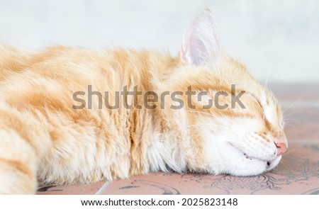 Ginger happy cat is sleeping on the floor. Close-up