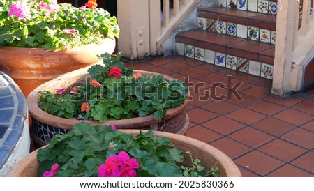 Succulents in flowerpot, gardening in California USA. Green house plants, clay pots. Mexican garden design, arid desert decorative floriculture. Botanical ornamental greenery. Colorful tile on stairs.