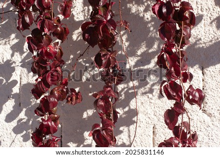Red leaves creeping ivy on rough stucco white wall.  Autumn colorful creeping plants and shadows on white old wall. 