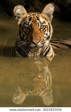 tiger in water hole during hot summer