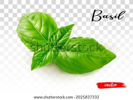 Fresh basil leaves isolated on transparent background. 3d realistic vector illustration of basil leaf. Royalty-Free Stock Photo #2025837332
