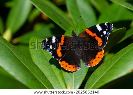 Red admiral (Vanessa atalanta) or red admirable is a medium-sized butterfly with black wings, red bands, and white spots. Macro close up of colorful insect in a park in Germany sitting on rhododendron