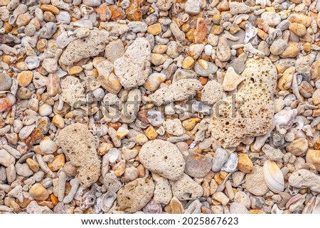 coral and shell beach texture for summer background, top view