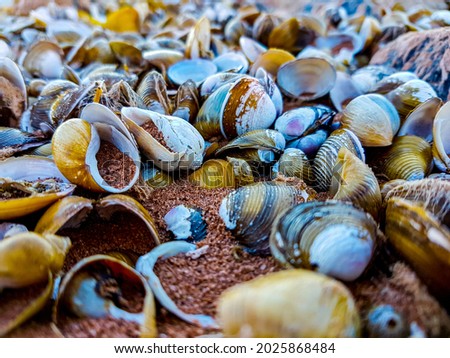 Many Shells In The Sand