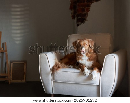 dog on a chair. Nova Scotia duck tolling retriever in the loft studio. Pet indoors 