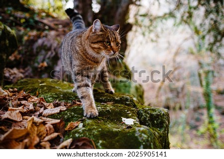 A Siberian tabby cat exploring the dark autumn forest. fairytale character of fall forest Royalty-Free Stock Photo #2025905141