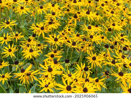 Plantation of yellow flowers of Rudbeckia for summer background