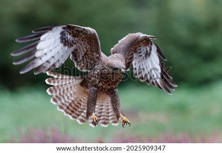 Common Buzzard (Buteo buteo) flying in the forest of Noord Brabant in the Netherlands.  Green forest background Royalty-Free Stock Photo #2025909347