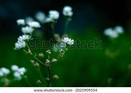 white flowers close-up on a dark background
