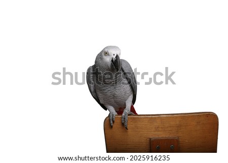 Beautiful parrot in front of a white background