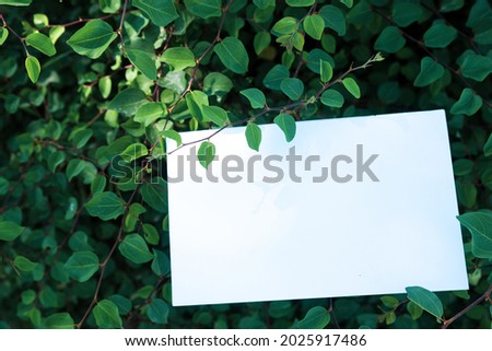 Invitation card, greeting card mockup. Blank white card framed by thick vegetation in the sunlight. Freshness and luxuriant nature concept