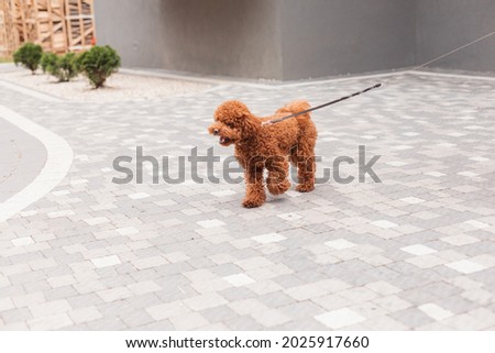 Woman walking in the city with brown Toy Poodle
