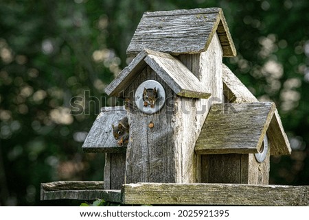 Baby red squirrel lives in bird house.