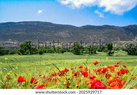 Countryside in field of grass and poppy