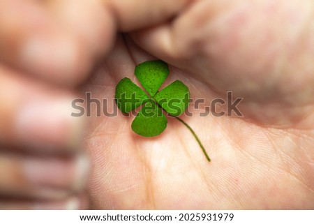 Isolated hand with green four leaf clover, sign of luck, sign of great fortune. closeup Clover four