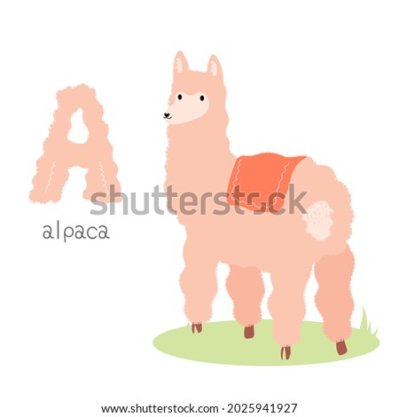 Animals alphabet. A for alpaca. Flat vector illustration on white background. Funny cartoon animal. Kids abc education. Learning English vocabulary. Zoo alphabet flash card