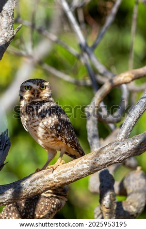 The Burrowing Owl or Luck owl hidden among the branches of a tree. Species Athene Cunicularia. The big yellow eyes of american owl. Bird lover. Birdwatching.