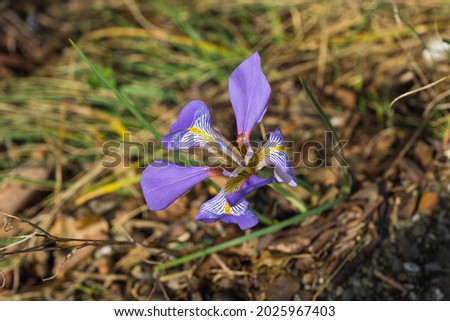 Image of young fresh irises in spring grass in Greece