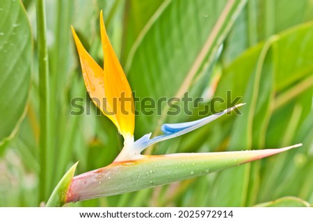 front view, close distance of a single, bird of paradise flower in full bloom in a tropical garden