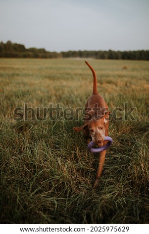 Hungarian hound pointer vizsla dog in summer time on a haystack in the field