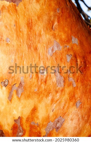 Scribbly gum is a name given to a variety of different Australian Eucalyptus trees which play host to the larvae of scribbly gum moths which leave distinctive scribbly burrowing patterns on the bark