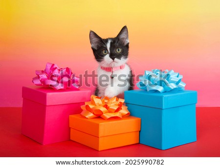 Close up portrait of an adorable tuxedo tabby kitten peeking over a trio of colorful present boxes with matching bows. Looking attentively at viewer. Vibrant red, pink and yellow background.