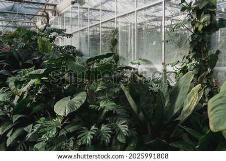 Latest dreamy garden with exotic evergreen plants in greenhouse with natural sunlight. Old tropical botanic garden. A variety of plants: monstera, palms, ferns. Retro vintage colour photo filter. Royalty-Free Stock Photo #2025991808