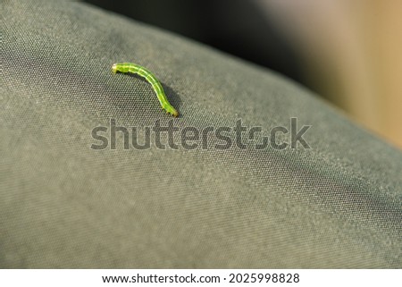 Green maggot glimbing along a jacket.