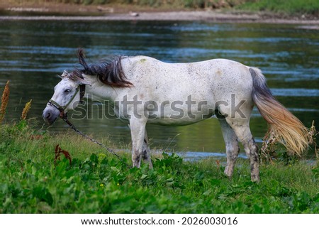 The horse is grazing in the pasture. Background with copy space for text
