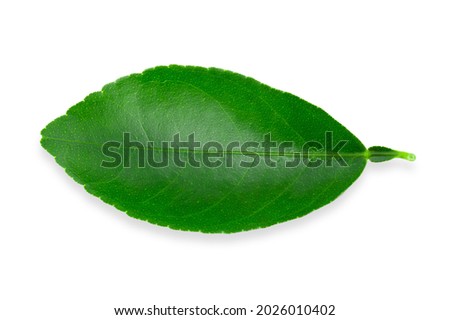 Citrus leaves isolated over a white background.
