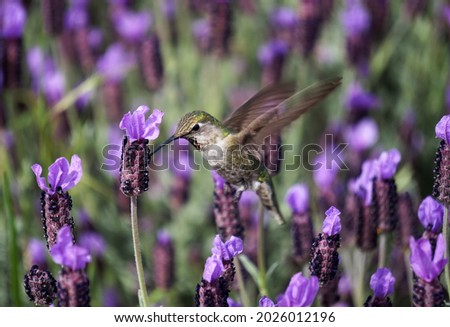 Close-up of a hummingbird feeding on lavender flowers.Beautiful bird in its ecosystem, possessing great morphological, ecological, biological and behavioral diversification. 