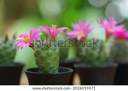 Mammillarias schumannii is a species of cactus.Blooming pink cactus flower of Mammillarias schumannii on free space background.Free copy space. Advertisment of garden ideas concept.