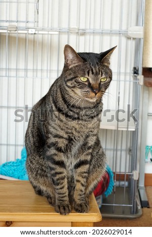 Brown tabby cat sitting in a cage