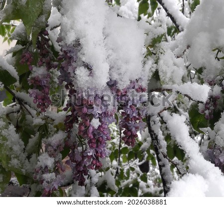 Purple lilac flowers among green leaves under white snow. Snow fell in spring