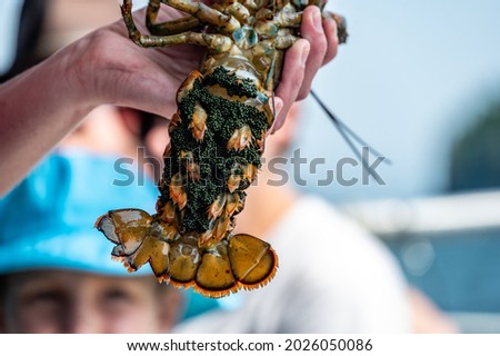 Female lobster with eggs attached under her tail and a V-notch to indicate a catch and release specimen  Royalty-Free Stock Photo #2026050086