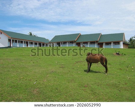 A school building in a village in South Sulawesi which has a large field with wild horses in the yard. A wide grassy school yard without a fence is like a broad and steep hill.