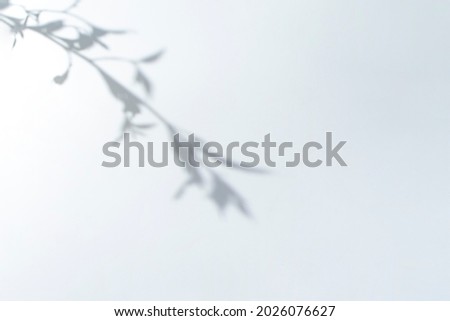 Minimal blur abstract background of shadow leaves on the white wall with copy space
