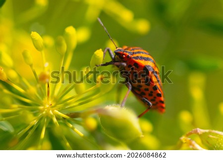 Red stink bug on a yellow flower. Macro