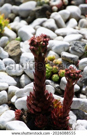 sempervivum montanum in bloom close-up live on sunny rocks and stony places in the ornamental garden in germany