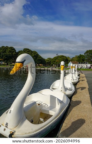 A boating lake. Swan shape paddle boats lined  up ready for use. Fun boats with pedals 