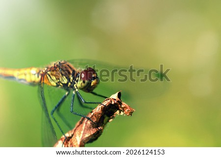 dragonfly sitting on a dry leaf in the woods