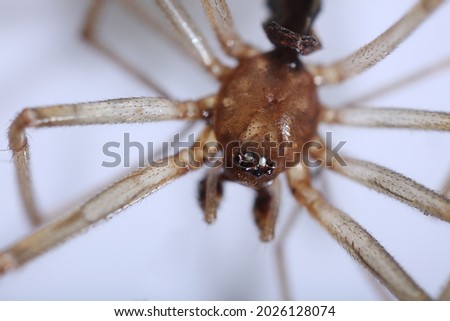 Macro dead spider photo. Close up selective focus spider. home bug