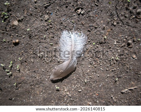 A close up of a bird on a dirt road