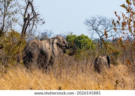 Elephant female and calf walking and feeding in the African bush