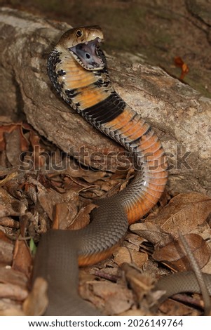 Mozambique Spitting Cobra snake defensive positions