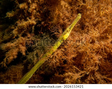  A close-up picture of a straightnose pipefish, Nerophis ophidion, among seaweed and stones. Picture from The Sound, between Sweden and Denmark